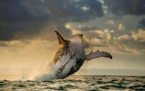  A Humpback Whale Breaching by Andrey Gudkov