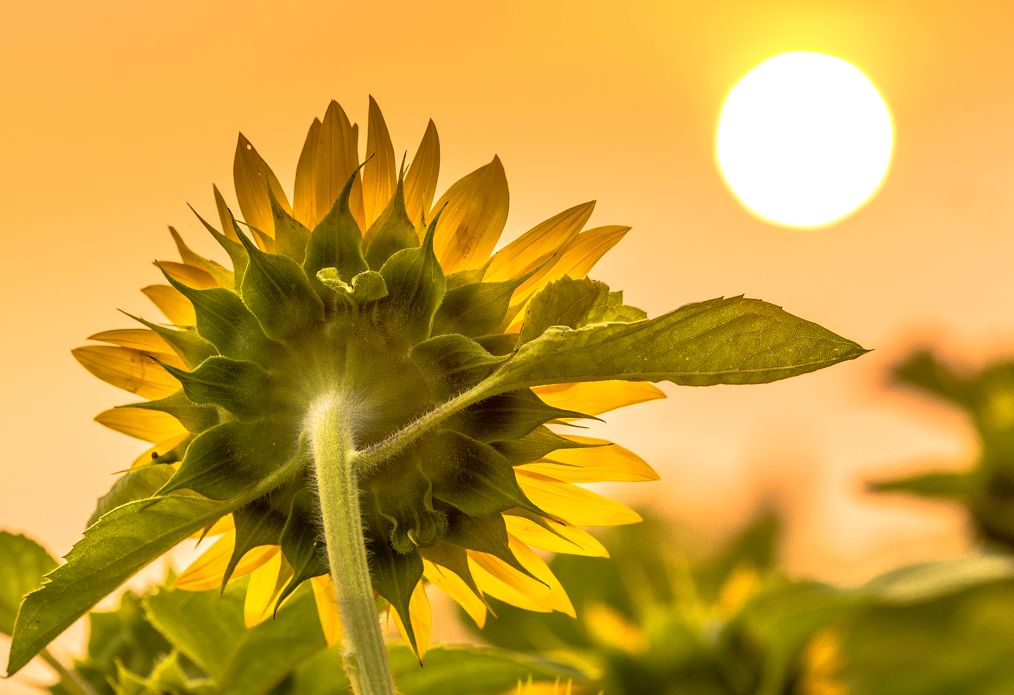 Download Yellow Flower Flower Macro Nature Bokeh Sun Sunflower HD Wallpaper