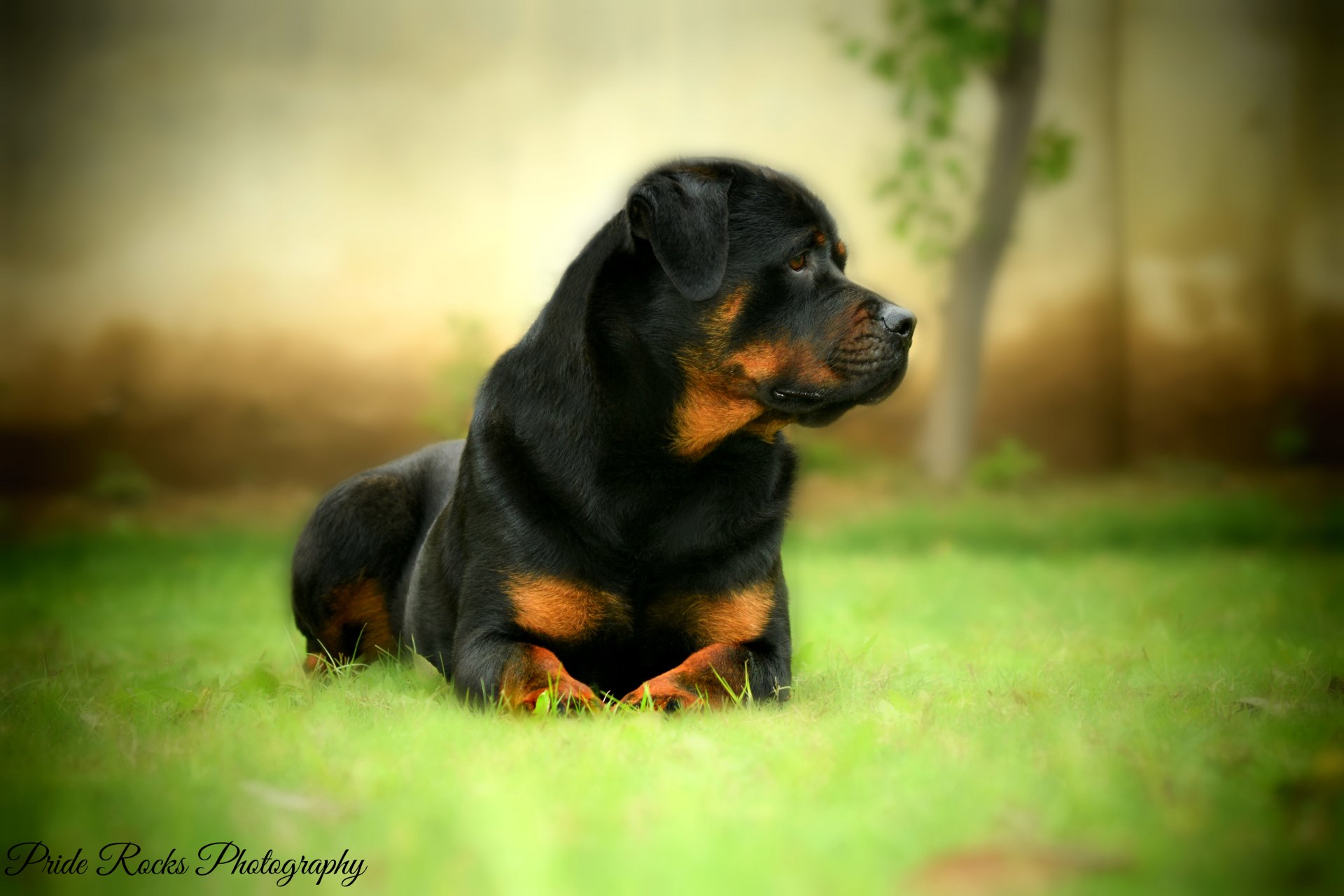 A HD desktop wallpaper featuring a Rottweiler lying on a grassy lawn, gazing sideways, with a blurred background of a fence and greenery.