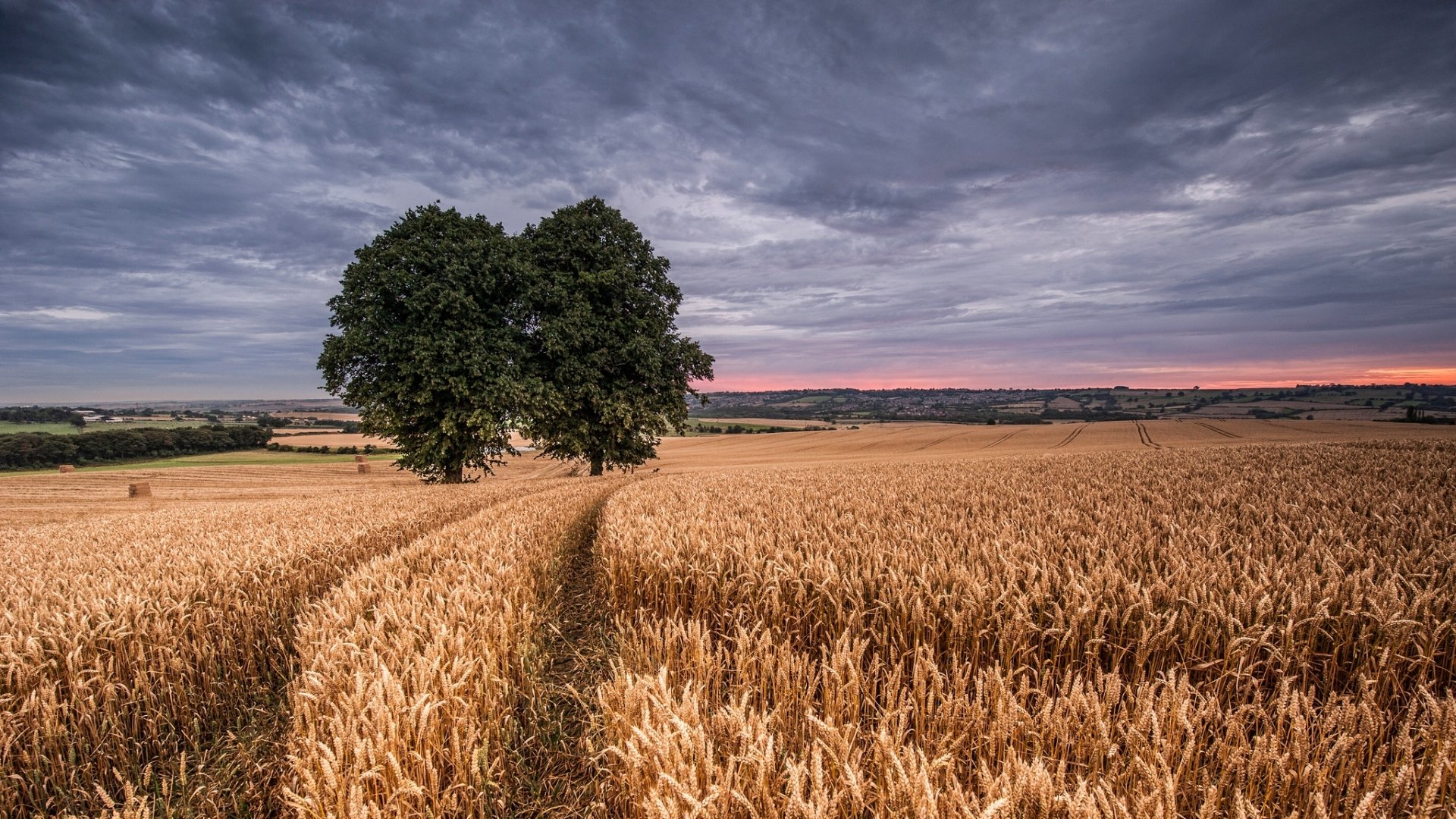 Track Through Golden Wheat - HD Nature Wallpaper