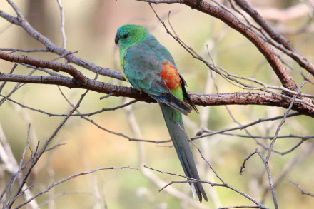 parrot Animal Red-rumped Parrot HD Desktop Wallpaper | Background Image