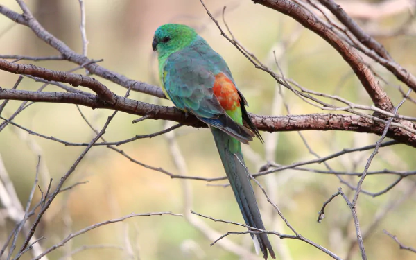 parrot Animal Red-rumped Parrot HD Desktop Wallpaper | Background Image