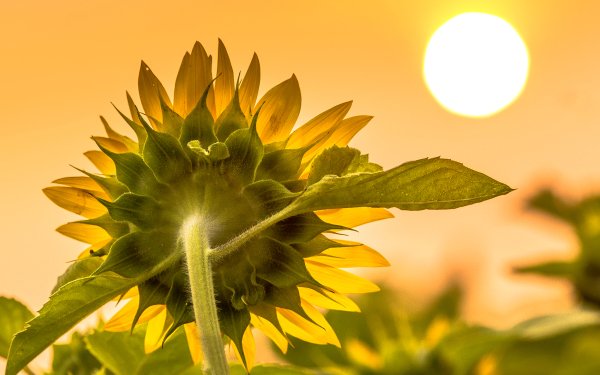 Earth Sunflower Flowers Sun Bokeh Nature Macro Flower Yellow Flower HD Wallpaper | Background Image