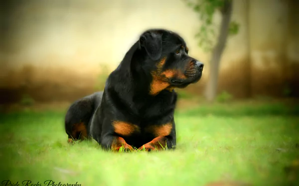 A HD desktop wallpaper featuring a Rottweiler lying on a grassy lawn, gazing sideways, with a blurred background of a fence and greenery.