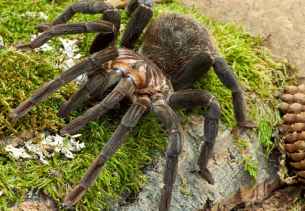 Animal spider HD Desktop Wallpaper | Background Image
