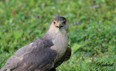 bird of prey hawk Animal Cooper's Hawk HD Desktop Wallpaper | Background Image