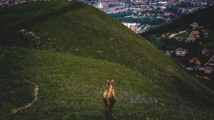 An HD desktop wallpaper depicting a donkey standing on a grassy hill, with a cityscape visible in the background.
