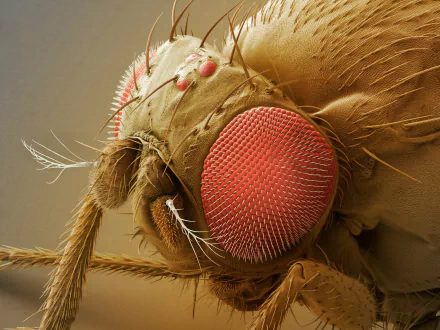 Animal fly HD Desktop Wallpaper | Background Image