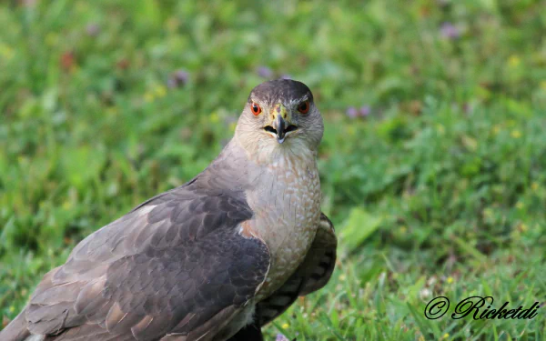 bird of prey hawk Animal Cooper's Hawk HD Desktop Wallpaper | Background Image