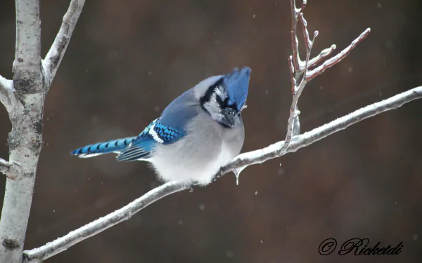 passerine bird jay Animal blue jay HD Desktop Wallpaper | Background Image