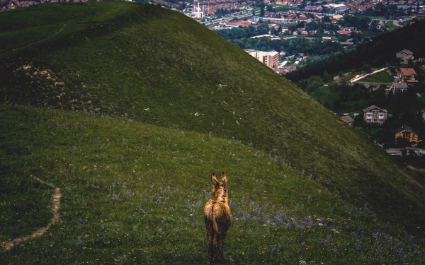 An HD desktop wallpaper depicting a donkey standing on a grassy hill, with a cityscape visible in the background.