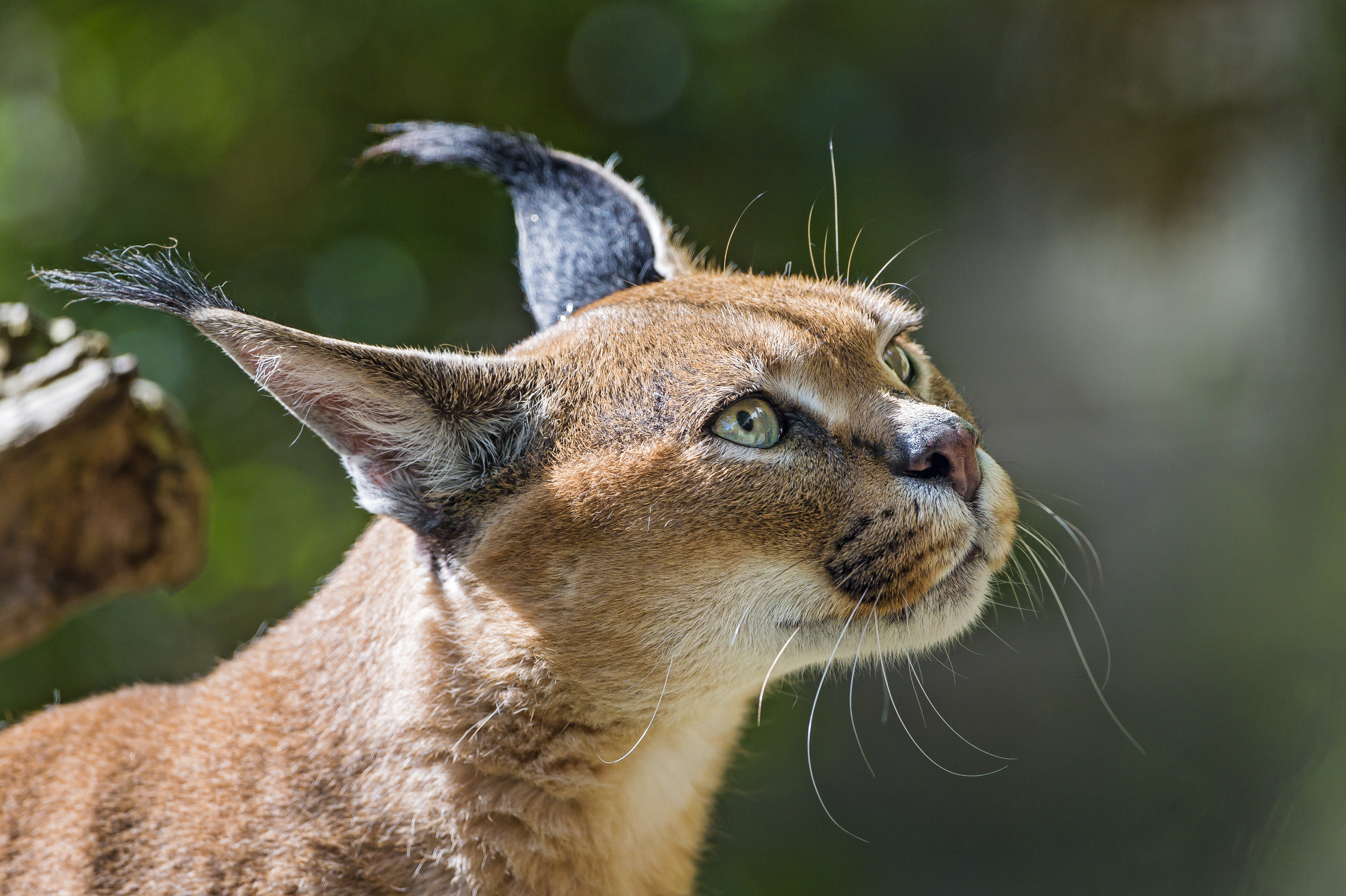 Animal Caracal HD Wallpaper | Background Image