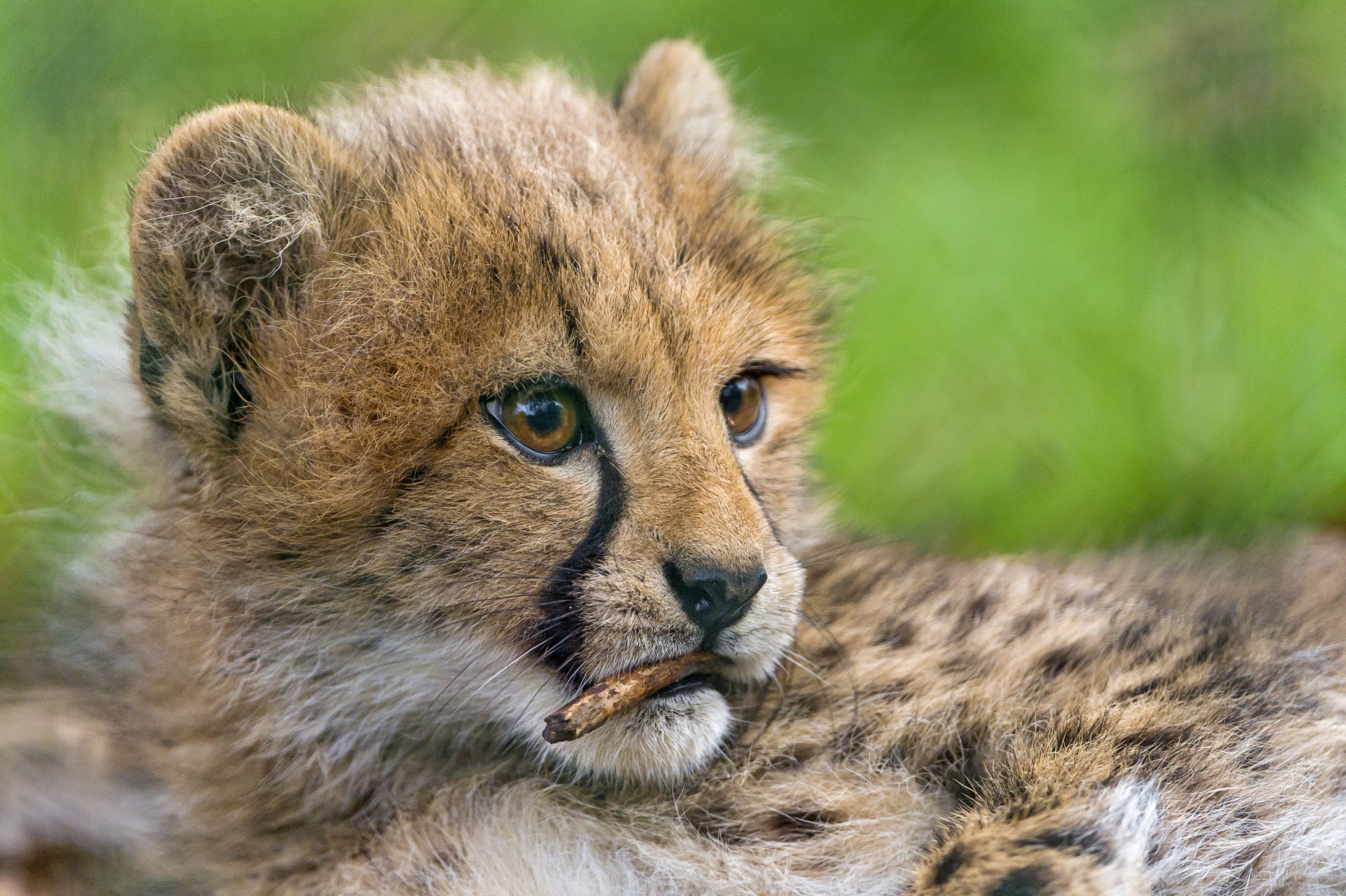 Close-up of a cheetah cub resting against a soft green blurred background, captured in 4K Ultra HD for a detailed PC desktop wallpaper.