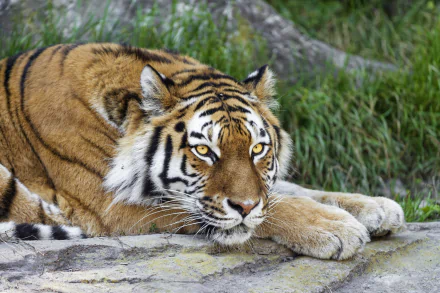resting Animal tiger HD Desktop Wallpaper | Background Image