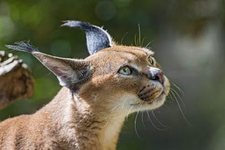 Close-up of a caracal with tufted ears in sharp focus against a softly blurred bokeh background, captured in stunning 4K Ultra HD quality.