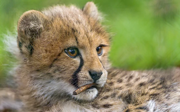 Close-up of a cheetah cub resting against a soft green blurred background, captured in 4K Ultra HD for a detailed PC desktop wallpaper.