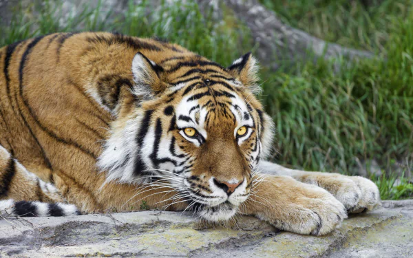 A majestic tiger resting on a rock amid green grass, captured in stunning 4K Ultra HD detail for a vivid PC desktop wallpaper and background.