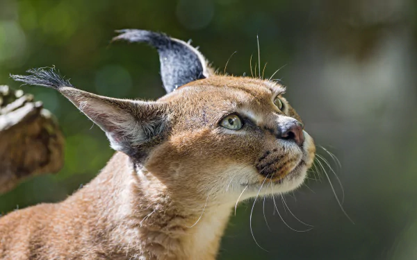 Close-up of a caracal with tufted ears in sharp focus against a softly blurred bokeh background, captured in stunning 4K Ultra HD quality.