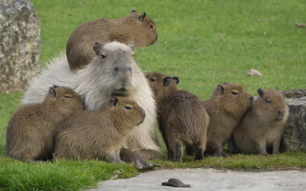 A group of capybaras resting on green grass, captured in HD for a PC desktop wallpaper.