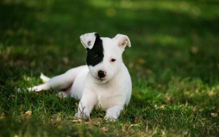 A playful bull terrier puppy with a black and white coat rests on lush green grass, making a charming HD desktop wallpaper background.