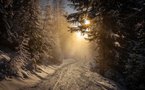 Nature Winter Sun Light Landscape HD Wallpaper | Background Image