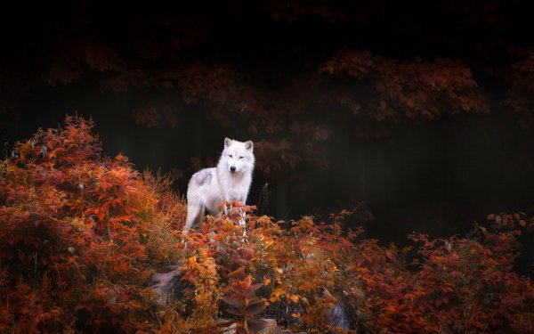 Animal Wolf Wolves HD Wallpaper | Background Image
