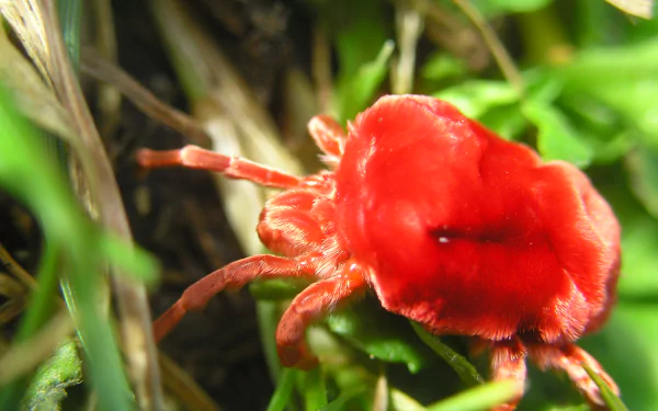  Red Velvet Mite