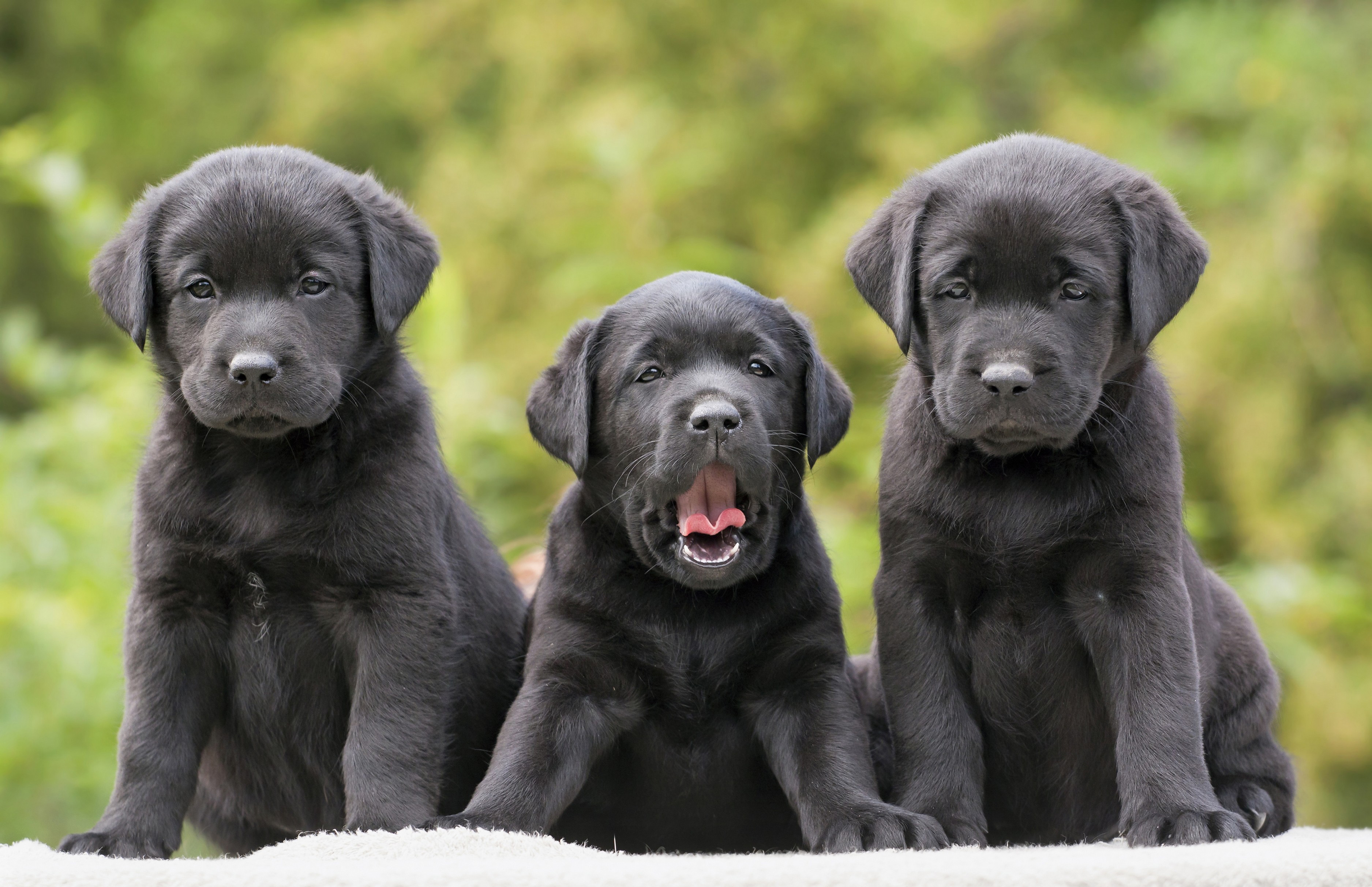 Cute Black Labrador Retriever's Puppies by Reddogs
