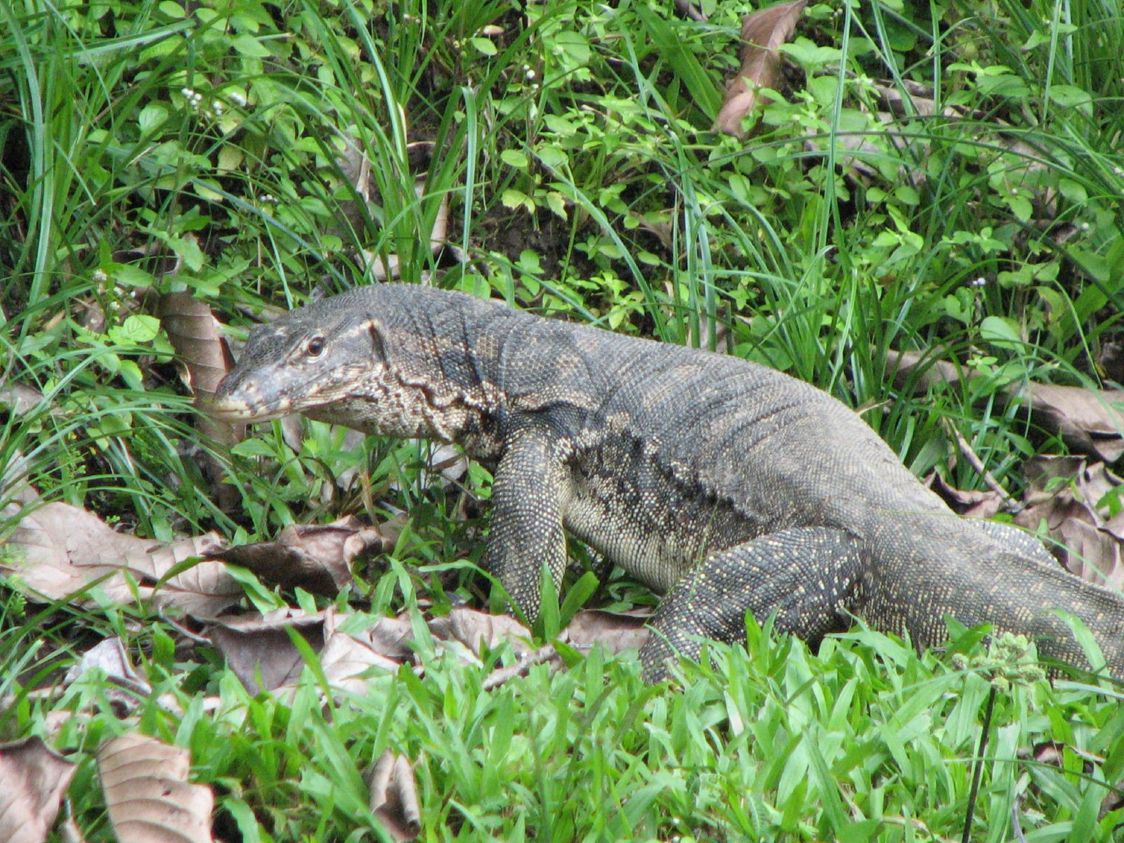 Animal Monitor Lizard Wallpaper animal-monitor-lizard-wallpaper