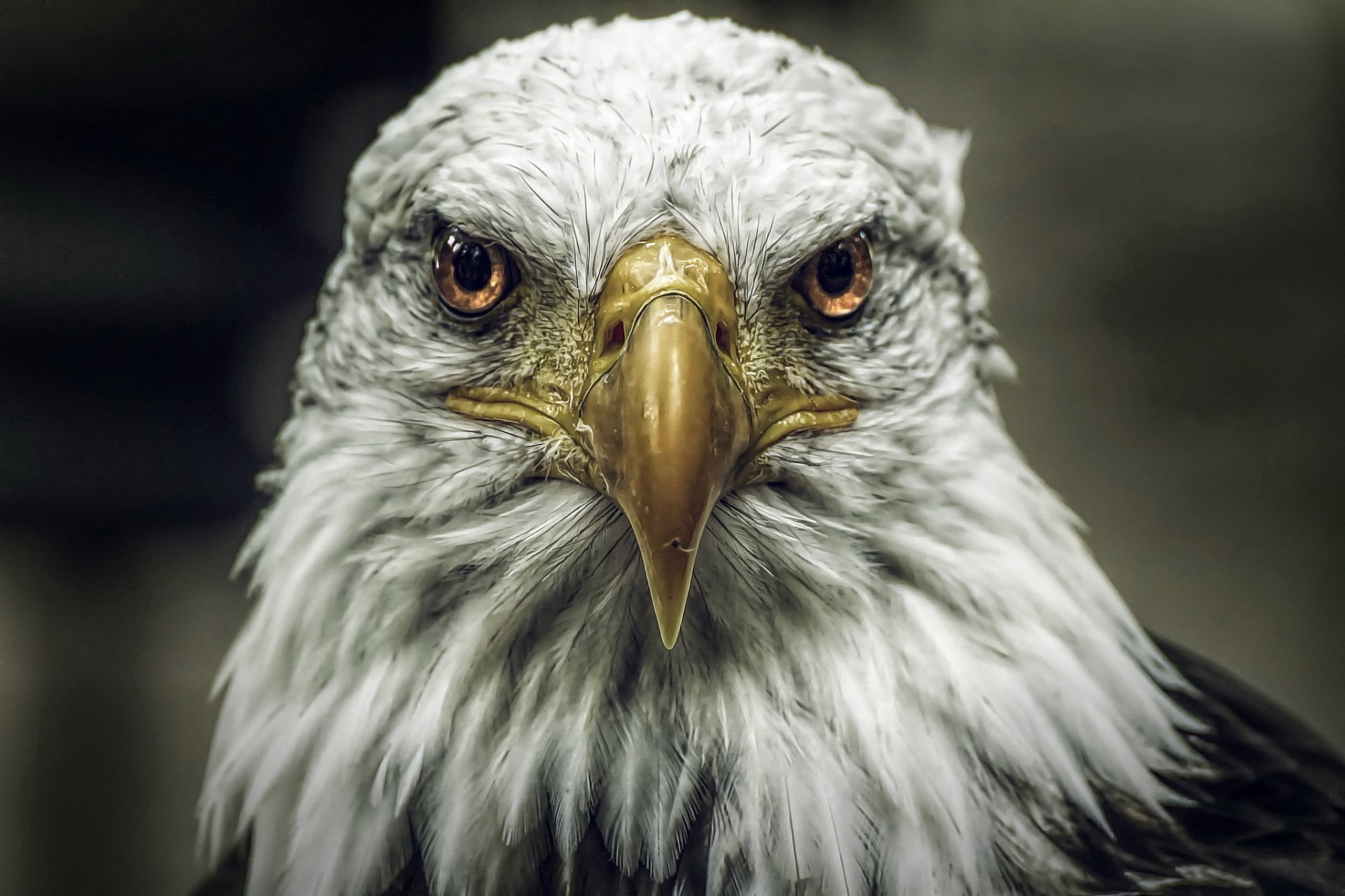 Download Animal Bald Eagle HD Wallpaper