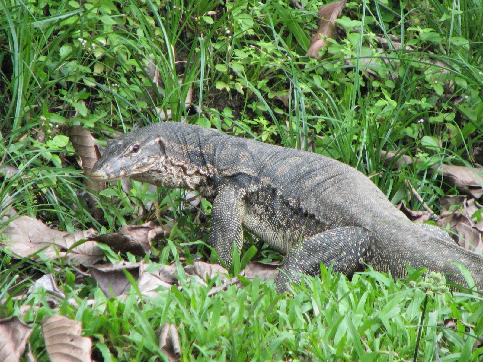 Download Animal Monitor Lizard Wallpaper