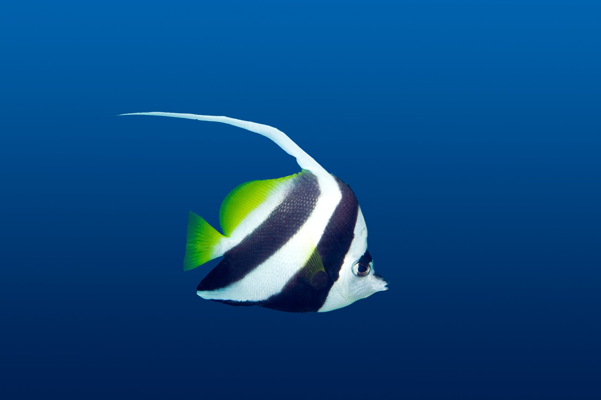 Download Pennant Coralfish Animal Fish 4k Ultra HD Wallpaper