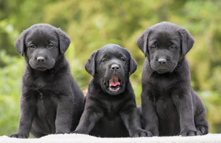 HD desktop wallpaper featuring three Labrador Retriever puppies against a bokeh green background, with the center puppy yawning.