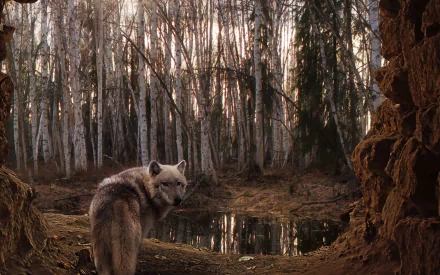 A wolf stands amidst a serene birch forest, with light filtering through the trees, captured in a high-definition desktop wallpaper background.