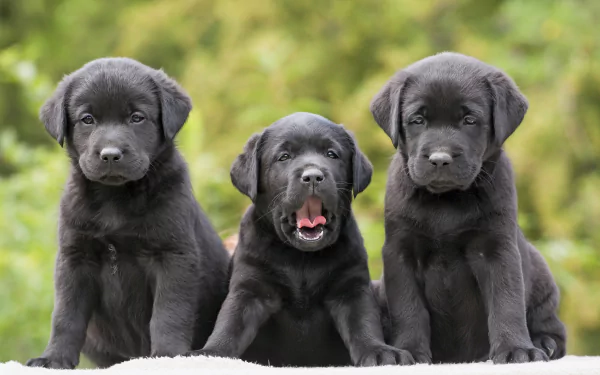 HD desktop wallpaper featuring three Labrador Retriever puppies against a bokeh green background, with the center puppy yawning.