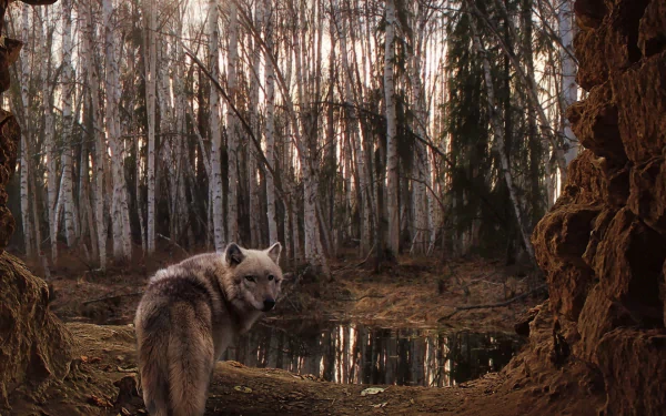 A wolf stands amidst a serene birch forest, with light filtering through the trees, captured in a high-definition desktop wallpaper background.