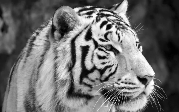 Close-up black and white 8K Ultra HD desktop wallpaper of a tiger's face showcasing detailed stripes and textures.