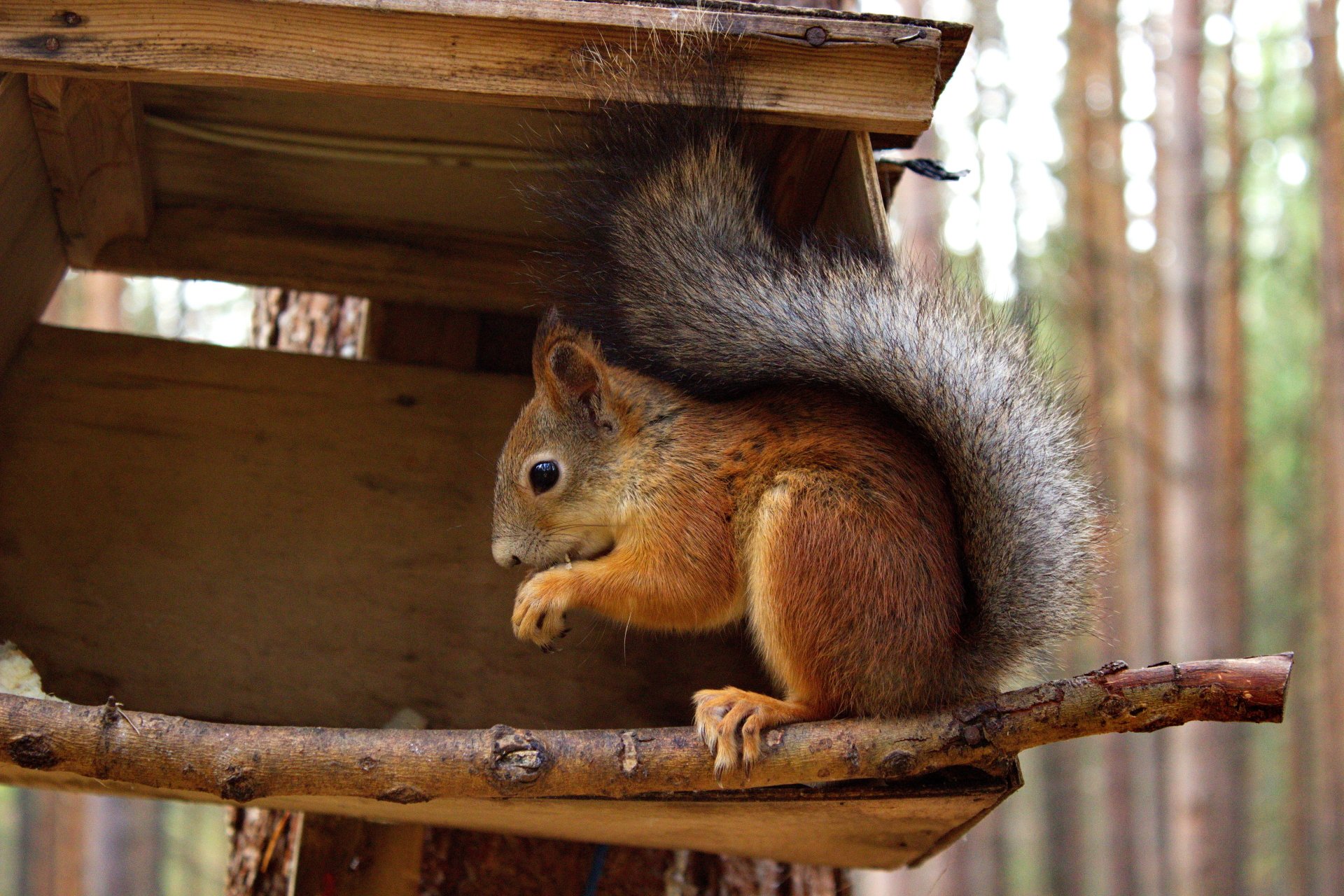 A sharp 4K Ultra HD image of a squirrel perched on a branch near a wooden structure, set against a blurred forest background.