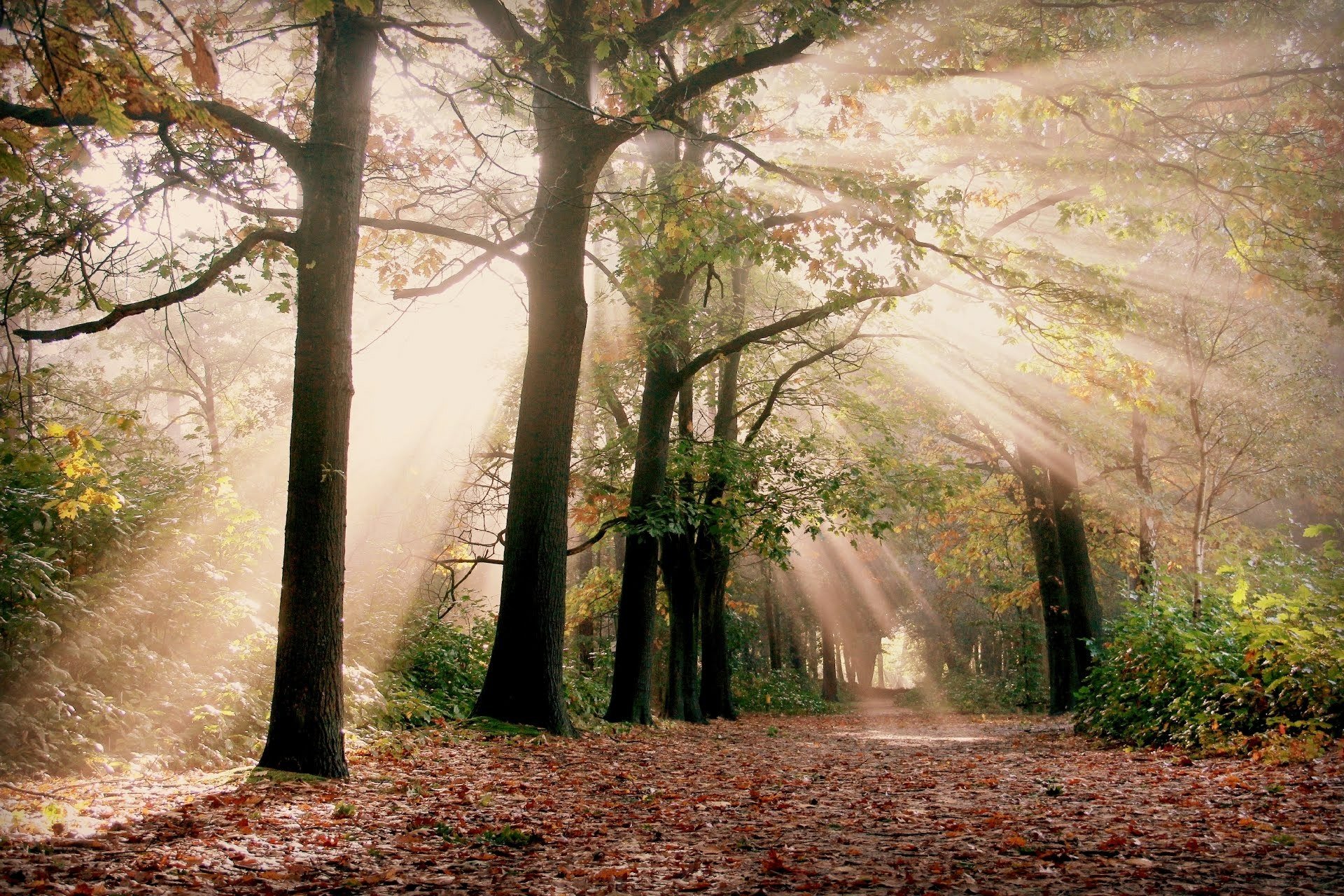 Sunbeam Serenity — HD Forest Wallpaper | 1920x1280 | Wallpaper Abyss