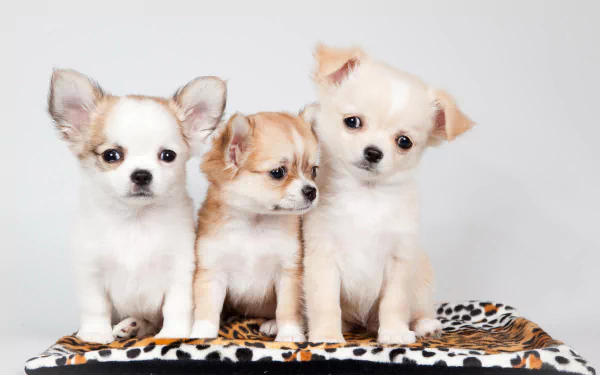 Animal puppy HD Desktop Wallpaper | Background Image