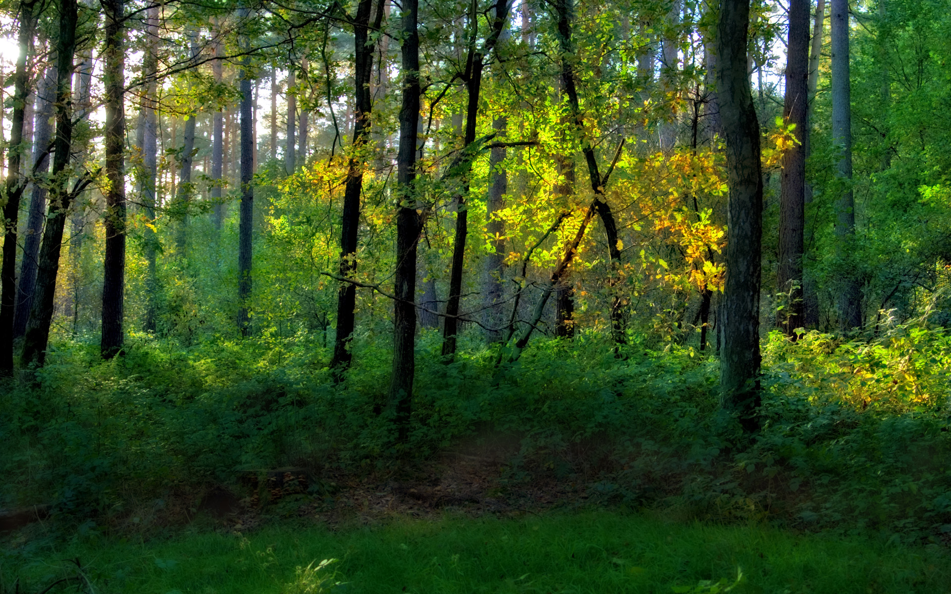 Nature Forest HD Wallpaper | Background Image