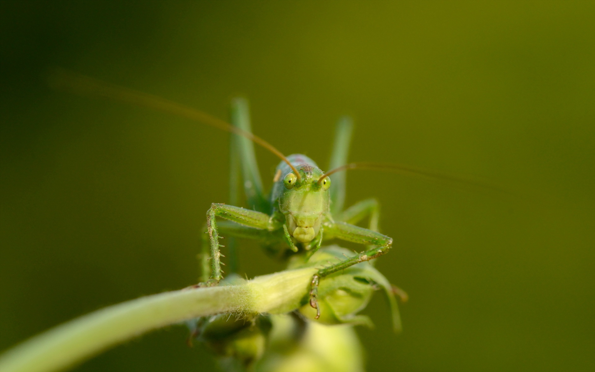 Download Animal Grasshopper HD Wallpaper