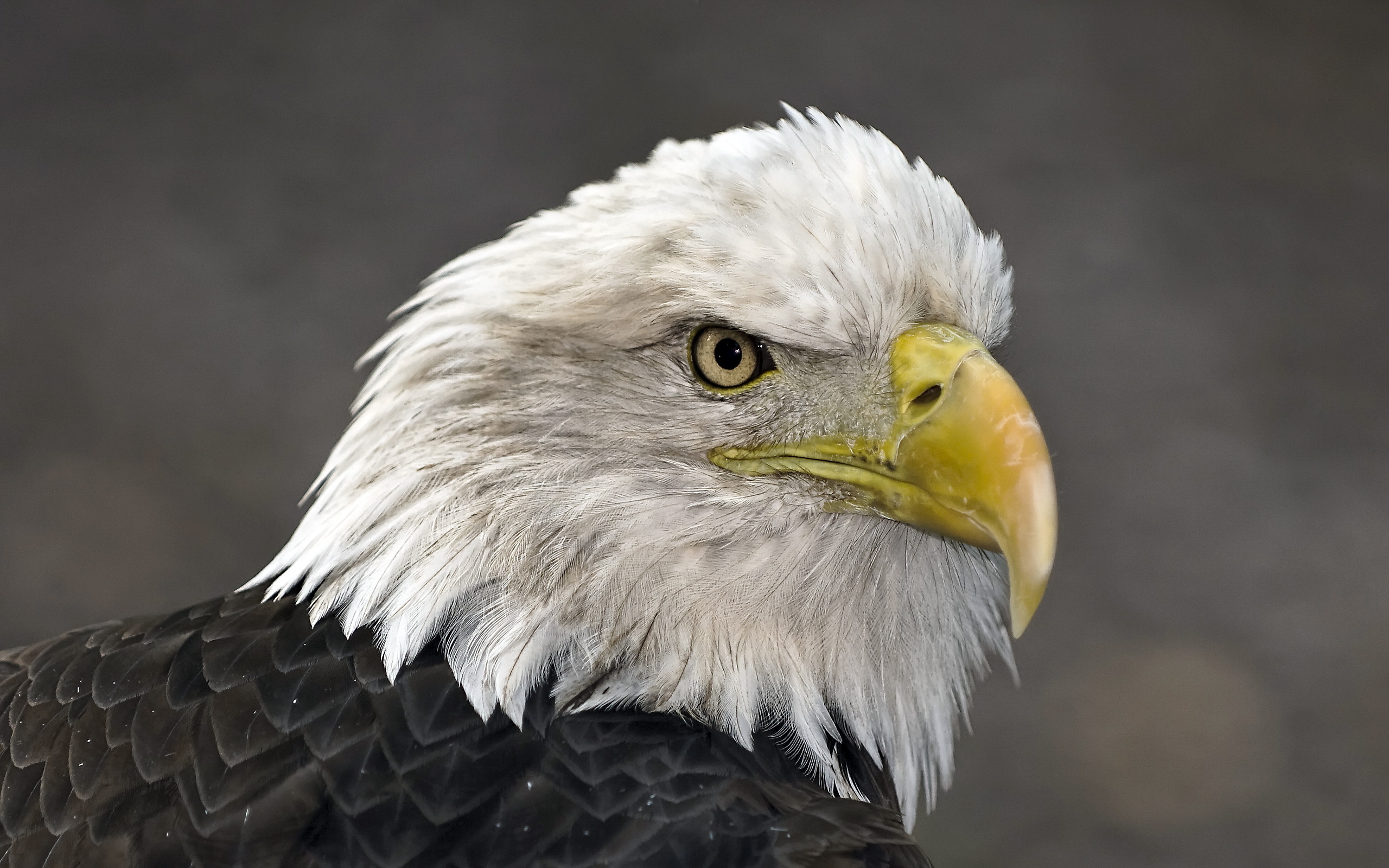 Bald Eagle HD Wallpaper