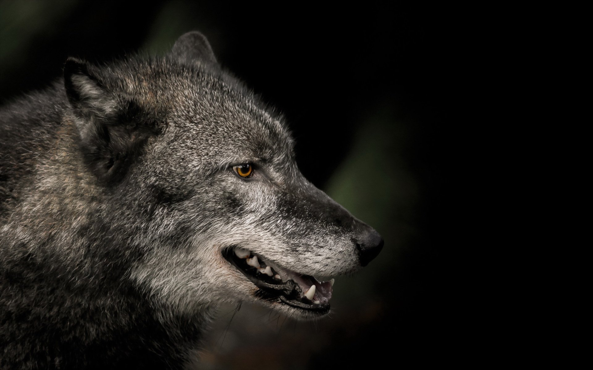 Download Animal Wolf HD Wallpaper