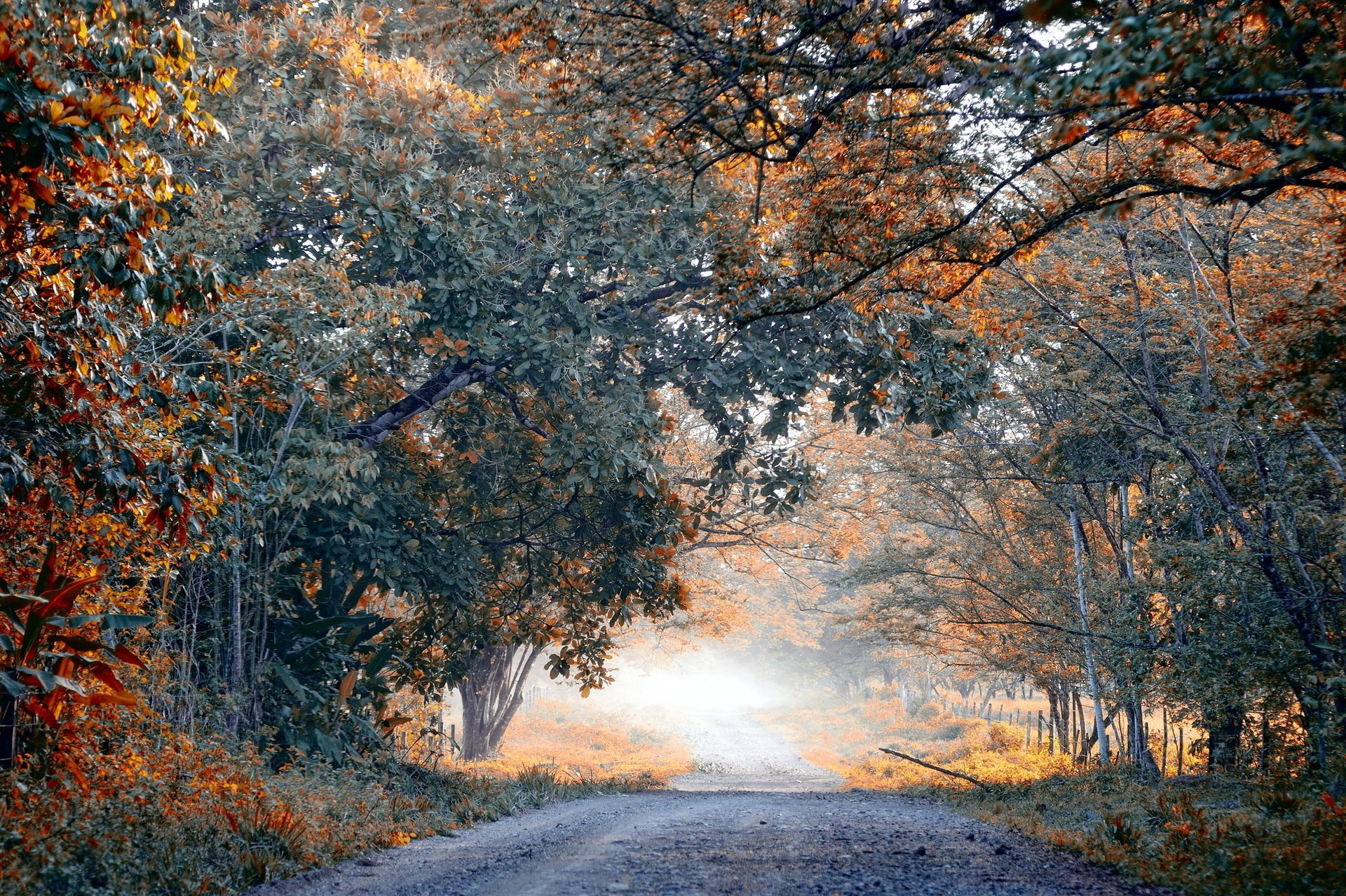 A serene road framed by vibrant fall foliage, showcasing the beauty of autumn in a man-made setting. This captivating image serves as a stunning HD desktop wallpaper.
