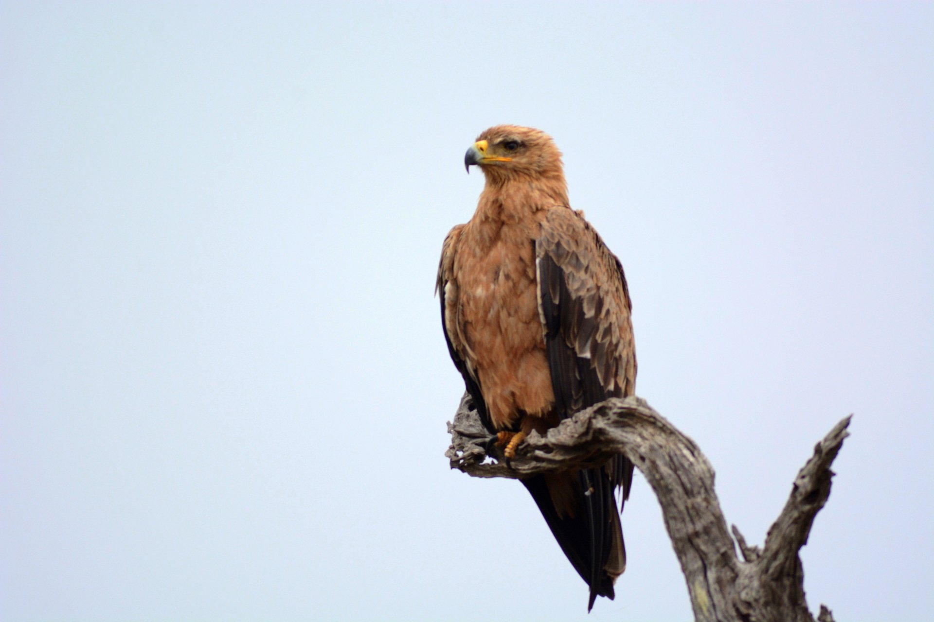Tawny Eagle: Majestic Bird of Prey - 4K Ultra HD Wallpaper