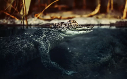 Animal crocodile HD Desktop Wallpaper | Background Image