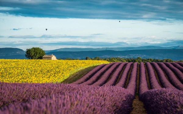 nature lavender HD Desktop Wallpaper | Background Image