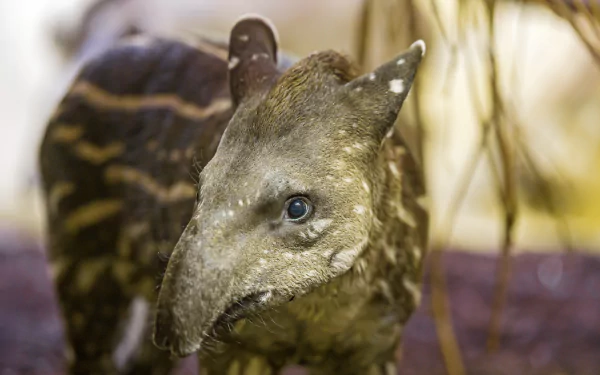 Close-up of a young tapir (animal) with a striped coat and soft-focus foliage — 2K Quad HD PC desktop wallpaper/background.