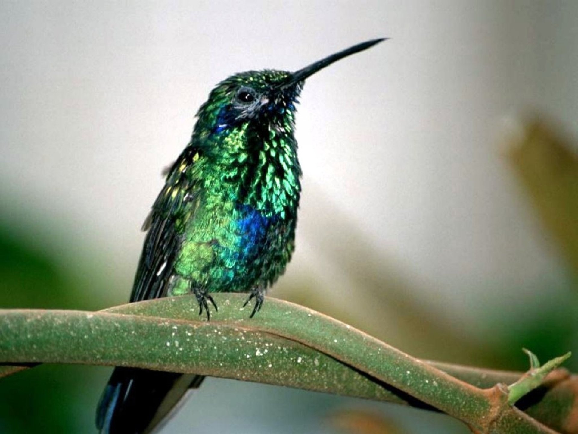Download Animal Hummingbird HD Wallpaper | 2560x1920 | Wallpaper Abyss